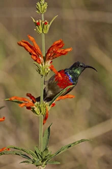 South African Gallery: Scarlet-chested sunbird -Nectarinia senegalensis-, Wilderness National Park, South Africa