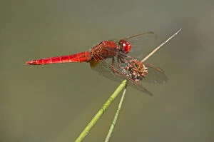 Scarlet Dragonfly -Crocothemis erythraea-, male, Canton of Geneva, Switzerland
