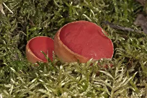 Scarlet Elf Cup -Sarcoscypha coccinea-, fruit bodies amidst moss, Lauterach, Wolfstal, Schwabische Alb