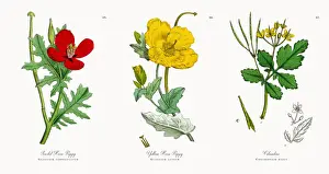 Scarlet Horn Poppy, Glaucium corniculatum, Victorian Botanical Illustration, 1863