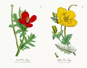 Images Dated 15th November 2017: Scarlet Horn Poppy, Glaucium corniculatum, Victorian Botanical Illustration, 1863