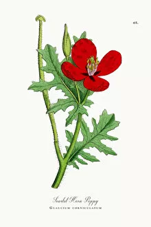 Images Dated 25th September 2017: Scarlet Horn Poppy, Glaucium corniculatum, Victorian Botanical Illustration, 1863
