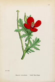 Images Dated 15th January 2017: Scarlet Horn Poppy, Glaucium corniculatum, Victorian Botanical Illustration, 1863