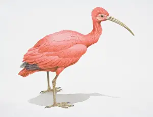 Ciconiiformes Prints: Scarlet Ibis, Eudocimus ruber, bright pink bird with a long curved bill