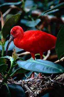Art Wolfe Photography Prints: Scarlet ibis (Eudocimus ruber)standing amidst green plants
