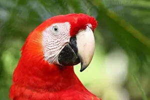 Images Dated 13th January 2015: Scarlet macaw