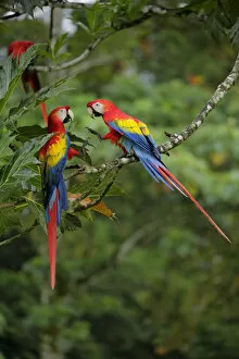 Images Dated 3rd February 2018: Scarlet Macaw