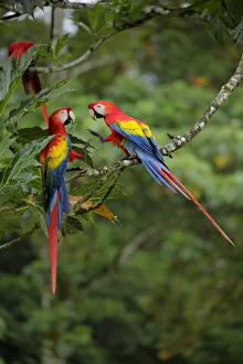 Images Dated 3rd February 2018: Scarlet Macaw