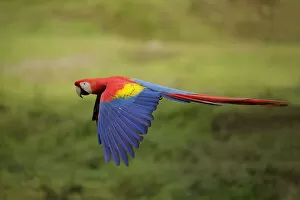 Images Dated 16th April 2017: Scarlet Macaw (Ara macao)