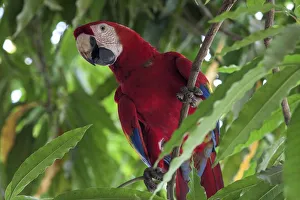 Harry Laub Travel Photography Collection: Scarlet macaw (Ara macao), sitting on a branch in a tree, Guanacaste province, Costa Rica