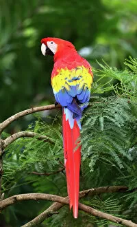 Images Dated 13th January 2015: Scarlet Macaw - Costa Rica