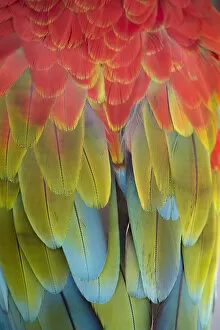 David Clapp Photography Collection: A scarlet macaw in Dubrovnik, Croatia