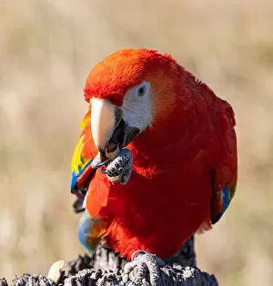 Images Dated 24th August 2019: Scarlet Macaw sitting and eating a fresh nut