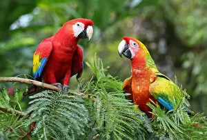Images Dated 13th January 2015: Scarlet Macaws (Ara macao) Costa Rica