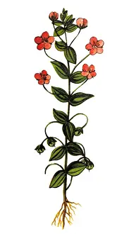 Scarlet pimpernel, commonly known as blue-scarlet pimpernel, red pimpernel, red chickweed, poormans barometer, poor mans weather-glass, shepherds weather glass or shepherds clock