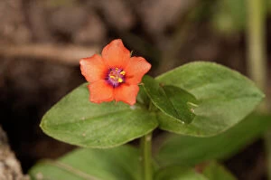 Blooming Gallery: Scarlet Pimpernel, Red Pimpernel or Red Chickweed -Anagallis arvensis-, Untergroeningen