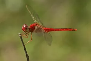 Scarlet skimmer, crimson darter -Crocothemis servilia-, male, Battambang, Cambodia, Southeast Asia, Asia
