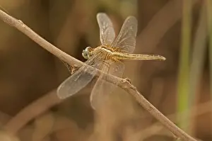Winged Insect Prints: Scarlet skimmer, crimson darter -Crocothemis servilia