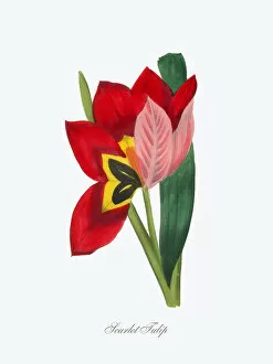 Images Dated 7th July 2016: Scarlet Tulip Victorian Botanical Illustration