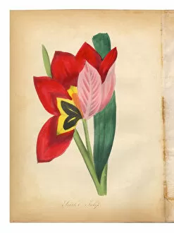 Images Dated 7th July 2015: Scarlet Tulip Victorian Botanical Illustration