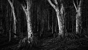 Footpath Gallery: Scary dark forest