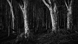 Spooky Gallery: Scary dark forest