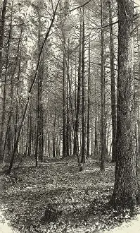 A Scene Near Walden Pond