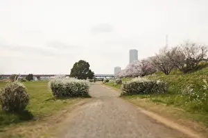 Scenery of spring