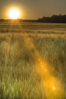 Scenic crop of barley, Vexin Region, Normandy, France
