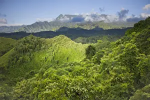 Forested Prints: Scenic forest view on Kuilau Ridge Hiking Trail, Kauai, Hawaii, USA