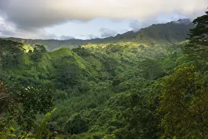 Fertile Prints: Scenic forest view on Kuilau Ridge Hiking Trail, Kauai, Hawaii, USA