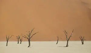 Camel Thorn Prints: Scenic landscape at Deadvlei, Namib-Naukluft National Park, Hardap Region, Namibia