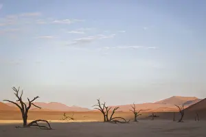 Camel Thorn Prints: Scenic landscape at Deadvlei, Namib-Naukluft National Park, Hardap Region, Namibia