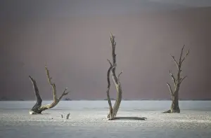 Camel Thorn Prints: Scenic landscape at Deadvlei, Namib-Naukluft National Park, Hardap Region, Namibia