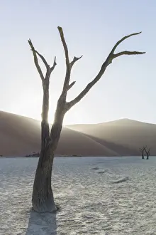 Camel Thorn Prints: Scenic landscape at Deadvlei, Namib-Naukluft National Park, Hardap Region, Namibia