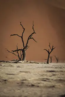 Branches Prints: Scenic landscape at Deadvlei, Namib-Naukluft National Park, Hardap Region, Namibia