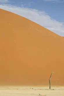 Camel Thorn Prints: Scenic landscape at Deadvlei, Namib-Naukluft National Park, Hardap Region, Namibia