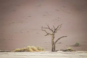 Camel Thorn Prints: Scenic landscape at Deadvlei, Namib-Naukluft National Park, Hardap Region, Namibia