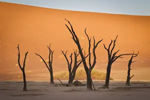 Camel Thorn Prints: Scenic landscape at Deadvlei, Namib-Naukluft National Park, Hardap Region, Namibia