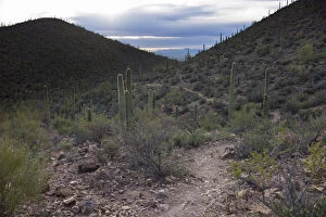 Cloudy Sky Collection: Scenic Sonoran Desert views along Starr Pass hiking trail, Tucson, Arizona, USA