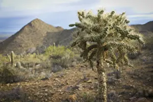 Defense Prints: Scenic Sonoran Desert views along Starr Pass hiking trail, Tucson, Arizona, USA