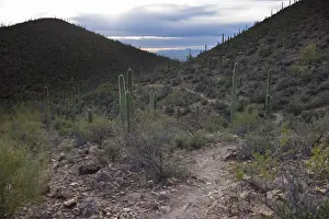 Hidden Prints: Scenic Sonoran Desert views along Starr Pass hiking trail, Tucson, Arizona, USA