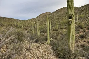 Scenic Sonoran Desert views along Starr Pass hiking trail, Tucson, Arizona, USA