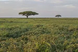 Migration Prints: Scenic umbrella trees on the Serengeti Plains with great migration in the background