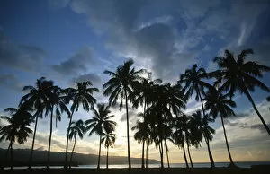 Images Dated 12th December 2018: Scenic View of Silhouetted Palm Trees at Sunset