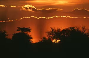 Namibia Collection: Scenic View of Silhouetted Trees at Sunset