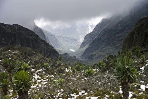 Scenic view to valley with Kitandara Lakes, Senecio trees (Dendrosencio adnivalis) and snow on Kilembe Route
