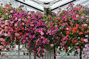 Upper Bavaria Prints: Scented Geraniums or Storksbills (Pelargonium) and Petunias (Petunia)