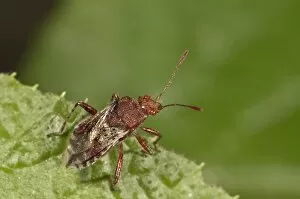 Images Dated 7th June 2013: Scentless Plant Bug -Rhopalus subrufus-, Untergroningen, Abtsgmuend, Baden-Wurttemberg, Germany