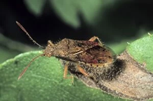 Hans Lang Nature Photography Gallery: Scentless Plant Bug species (Stictopleurus cf pictus)